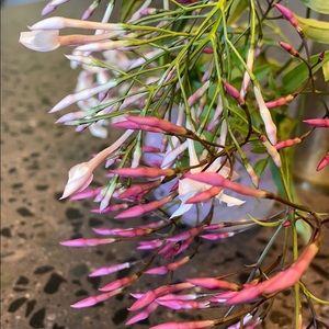 Meet your Posher, Charlotte